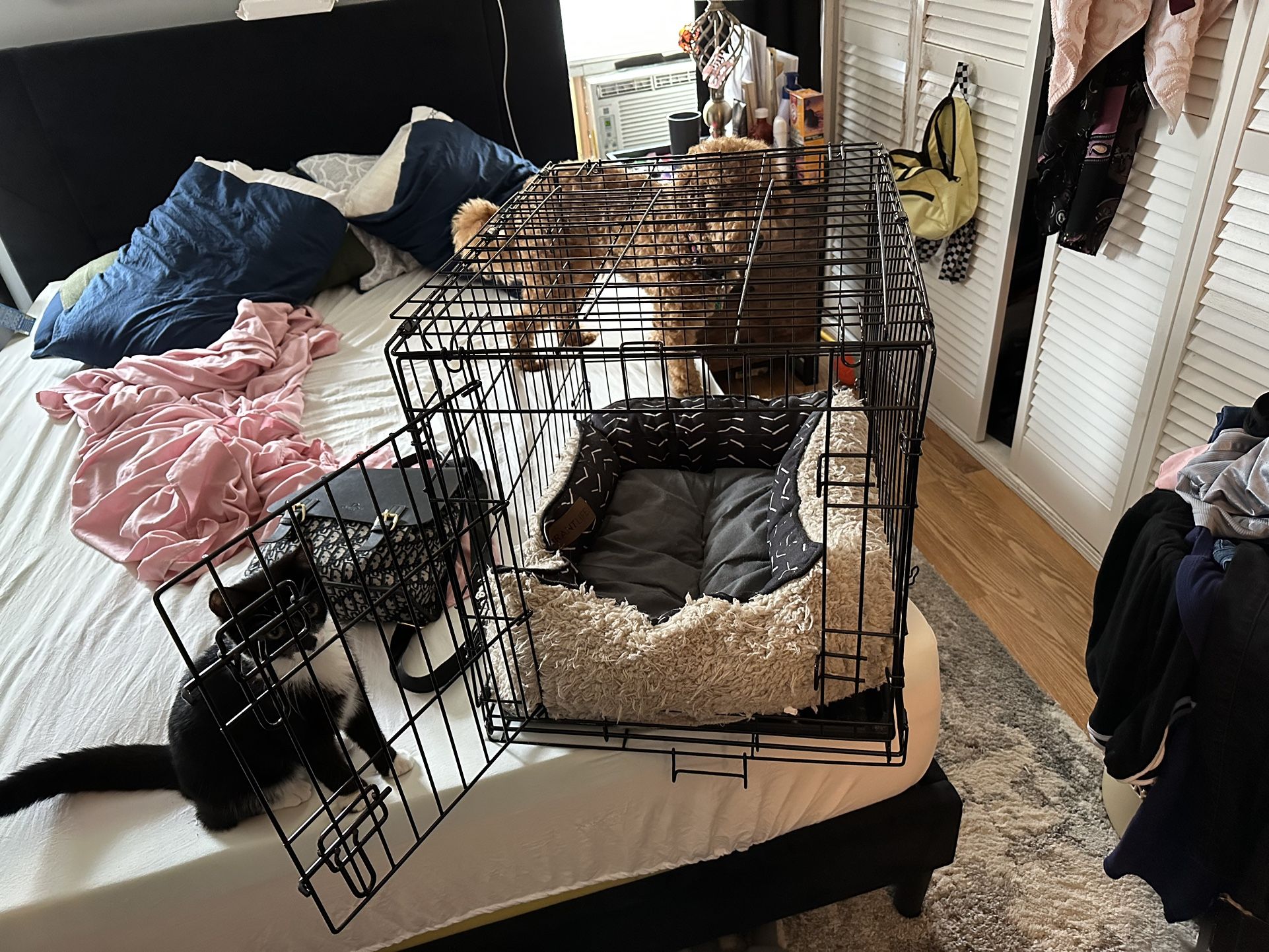 Dog Cage 