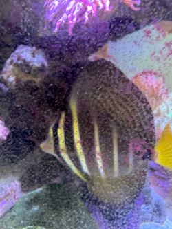 Aquarium Items for sale or trade