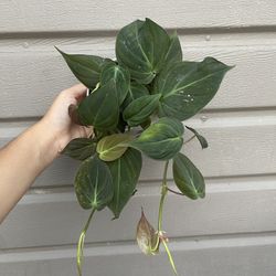 4” Micans Philodendron 