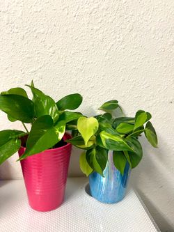 Indoor Plants 🪴