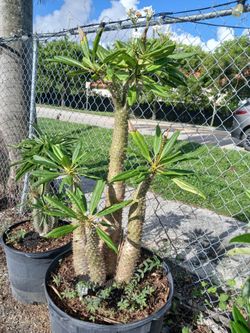 Madagascar Palm 25gl $200