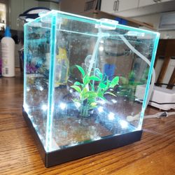 Beta Fish Tank