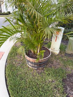 FREE ARECA palms in whiskey barrels
