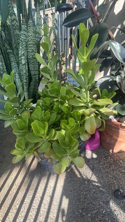 Suculenta
