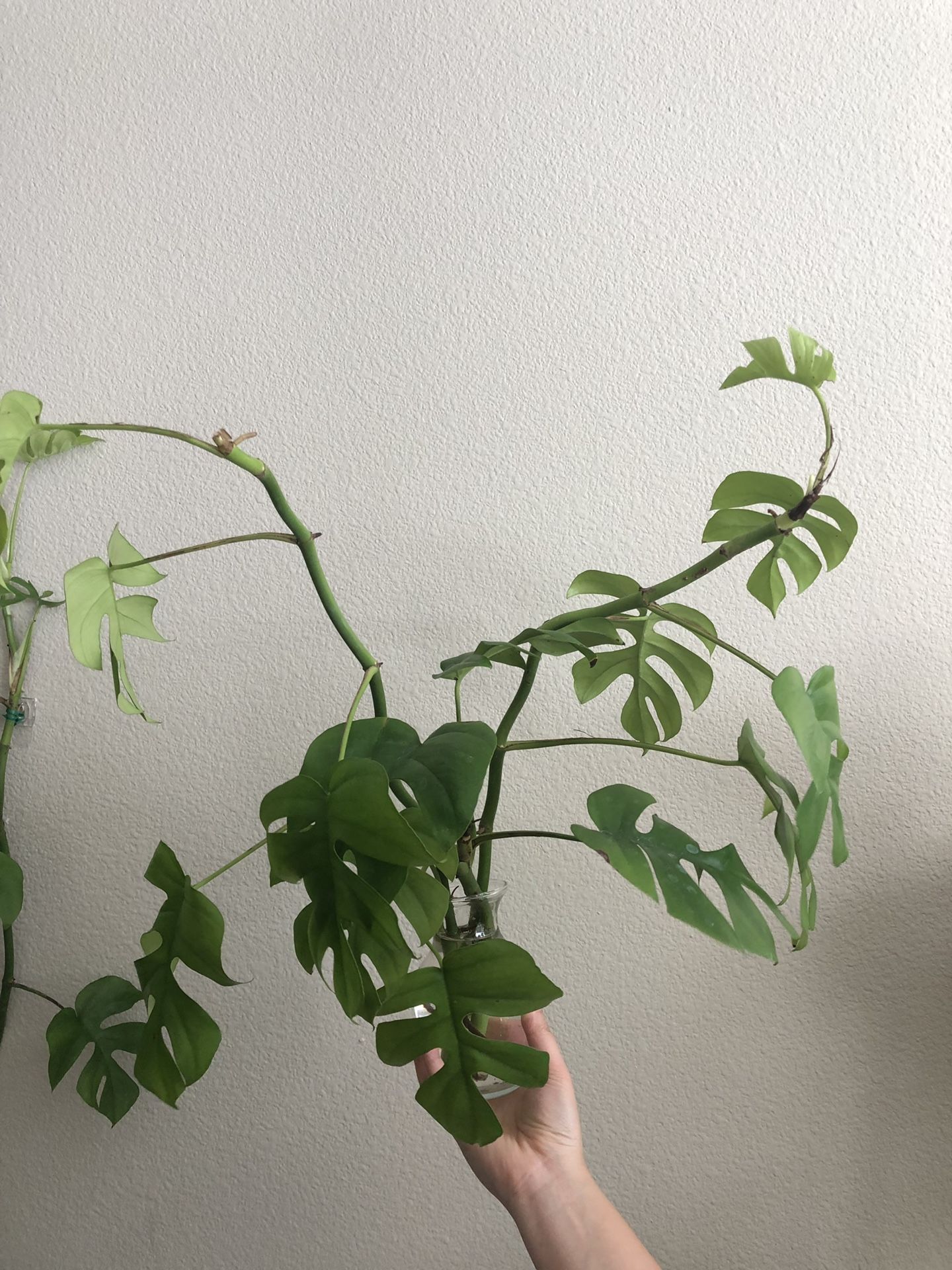 Rhaphidophora Tetrasperma Plant cuttings