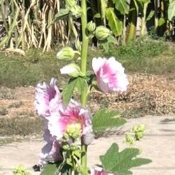 Homegrown Hollyhocks Seedlings & Seeds