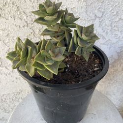 1.5 Gallon Pot Succulent Plant - Crassula Lactea Aiton - Krysna Crassula - Rooted & Established - Drought Resistant - 🪴