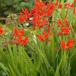 Crocosmis Plant Starts 2$