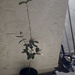 Healthy pink Guava Small Plant