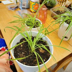 Spider Plants