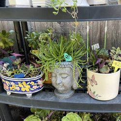 Lots Of Succulents 