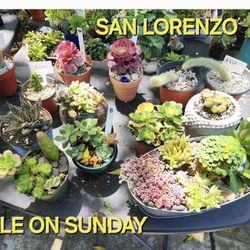 BIG SUCCULENT And PLANT SALE ON SUNDAY IN SAN LORENZO FROM 1PM TIL 4PM