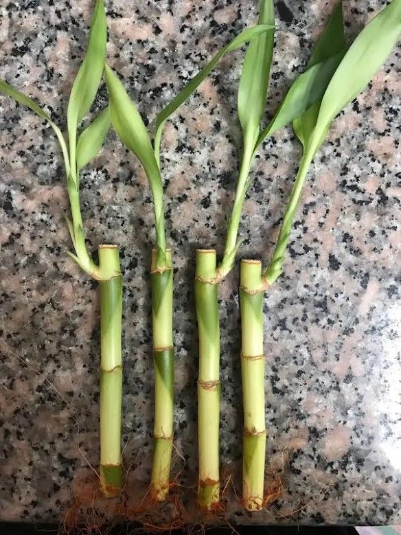 Lucky Bamboo Plant Single Stalk /  Indoor Plant/ House Plant  Flower Patio Garden 