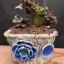 Black Rose Aeonium Crest Imported + Free Pot