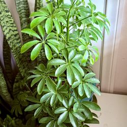 ♥️MOONDROP UMBRELLA♥️Please Read Description 