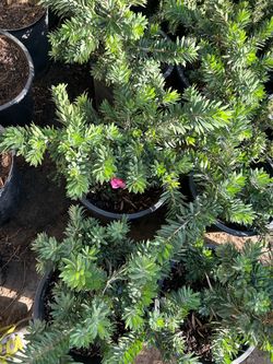Bottle brush bushes 15$ each