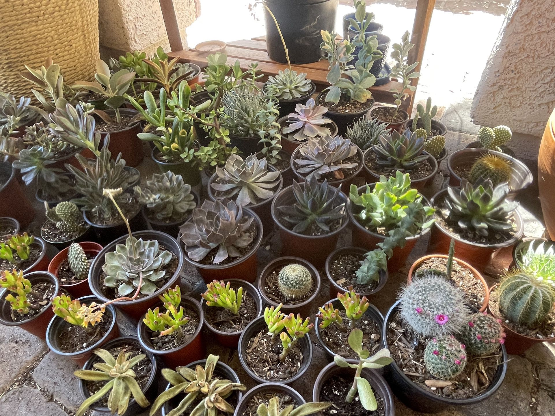 Various 4” Succulent, Cacti And Plants