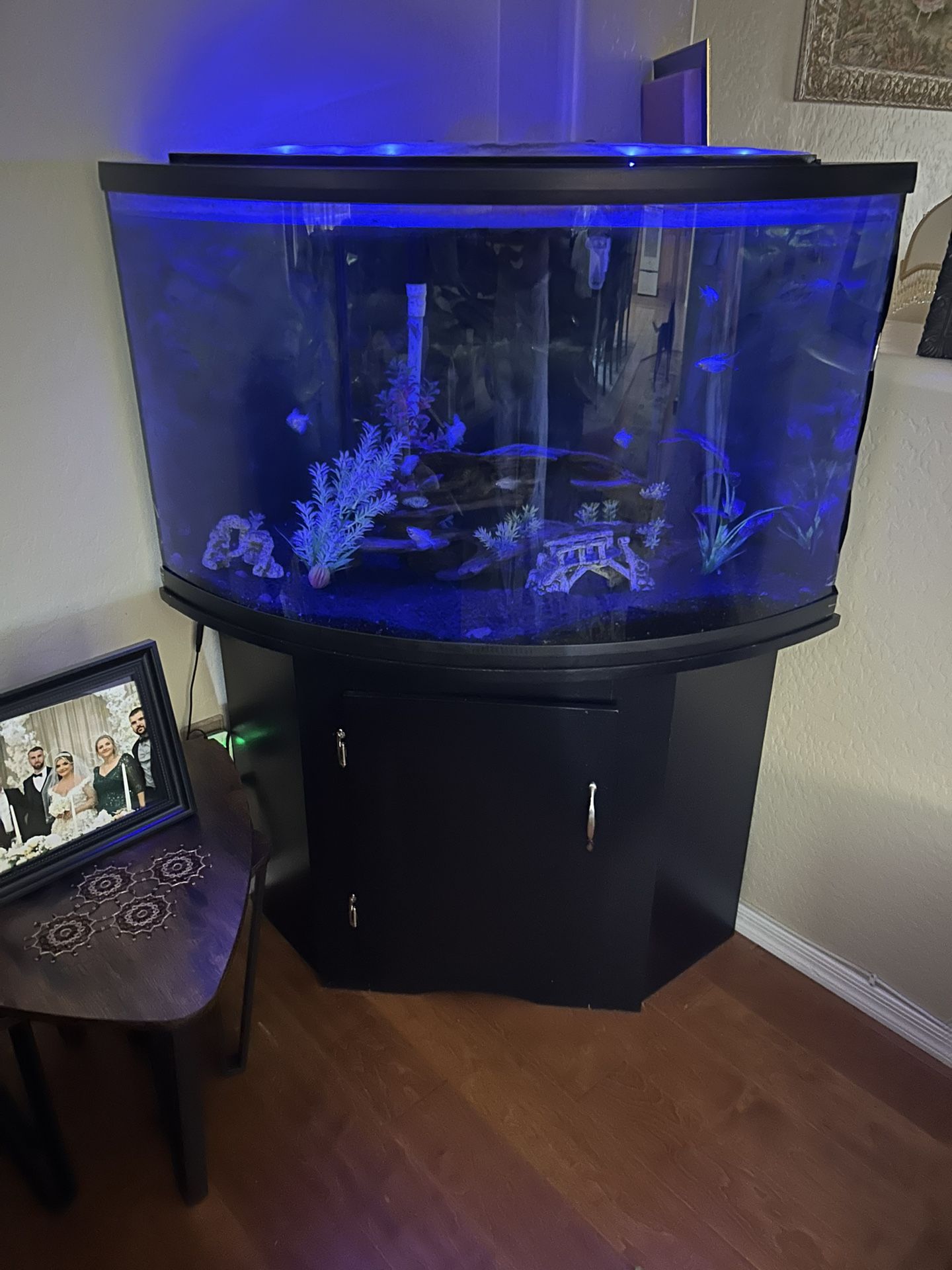 55 Gallon fish tank