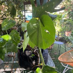 Mature Monstera In Felt Smart Pot