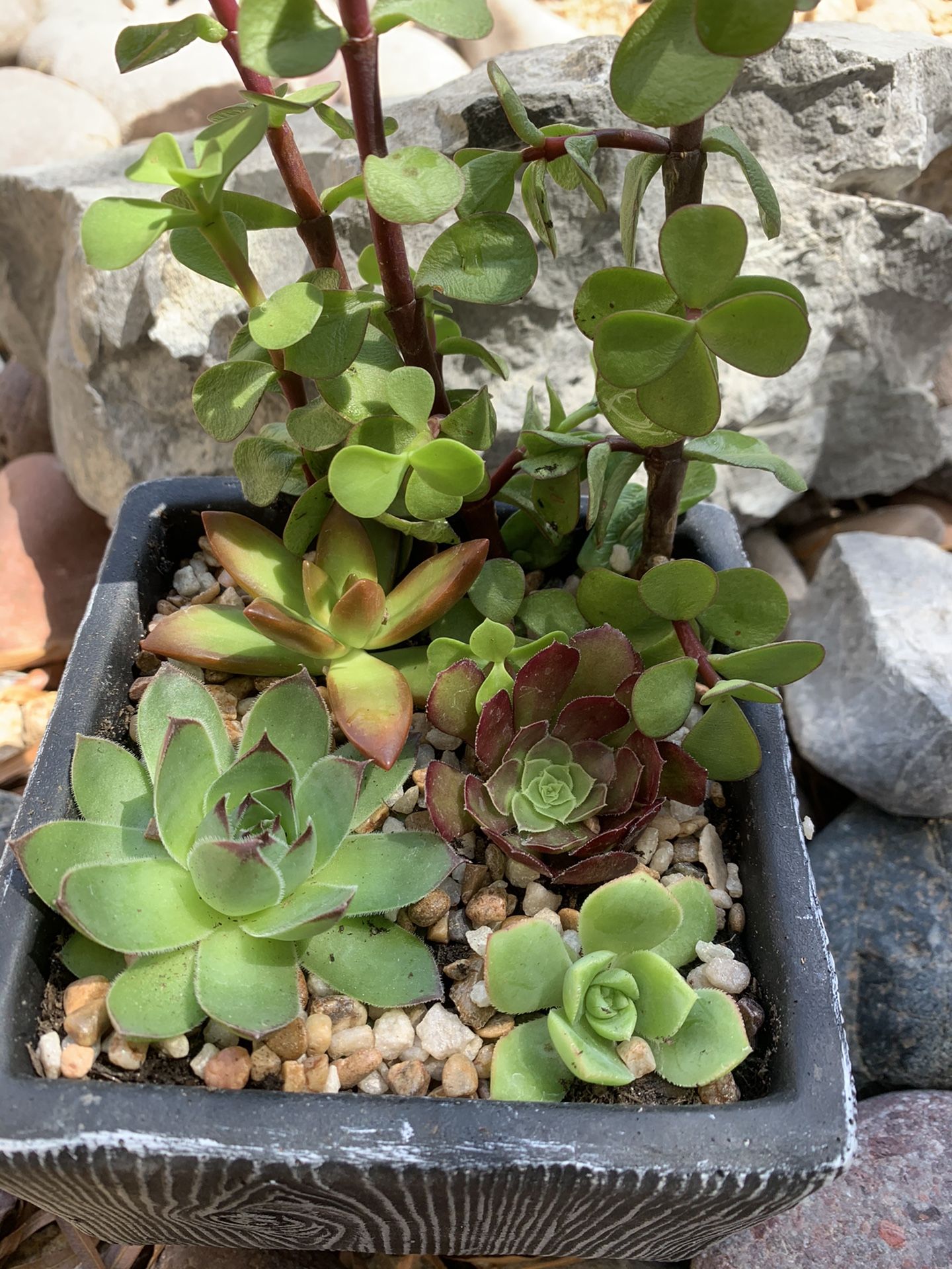 Real/live succulents in a pot