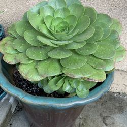 Beautiful Succulent Very Healthy