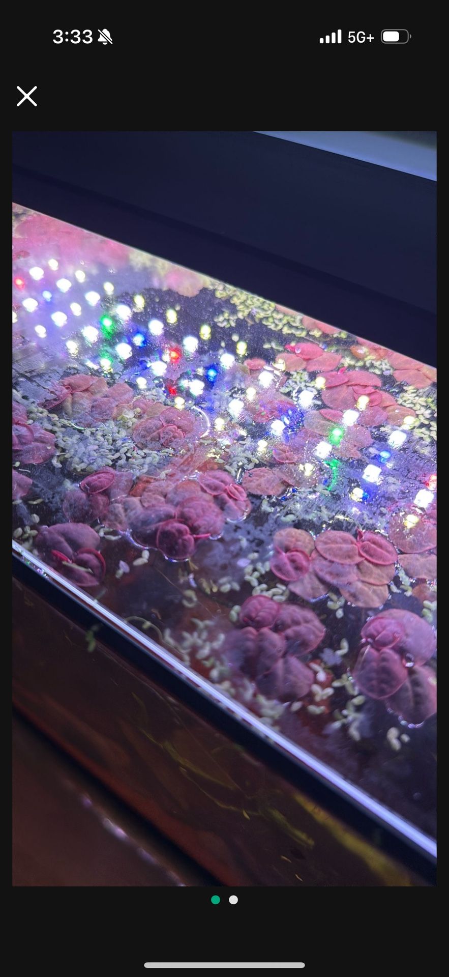 Red Rooters And Duck Weed Mix