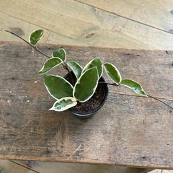 Hoya ‘Krimson Princess’ – Creamy Variegated Classic 🌸
