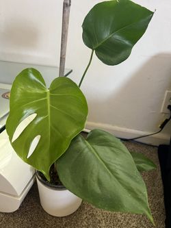 Monstera Plant