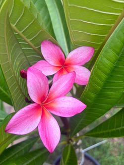Blooming Plumeria