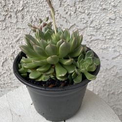 6 Inch Pot Succulent Plant - Echeveria Chihuahuaensis - Cat’s Claw Echeveria - Rooted & Established Plant - Drought Resistant - 🪴