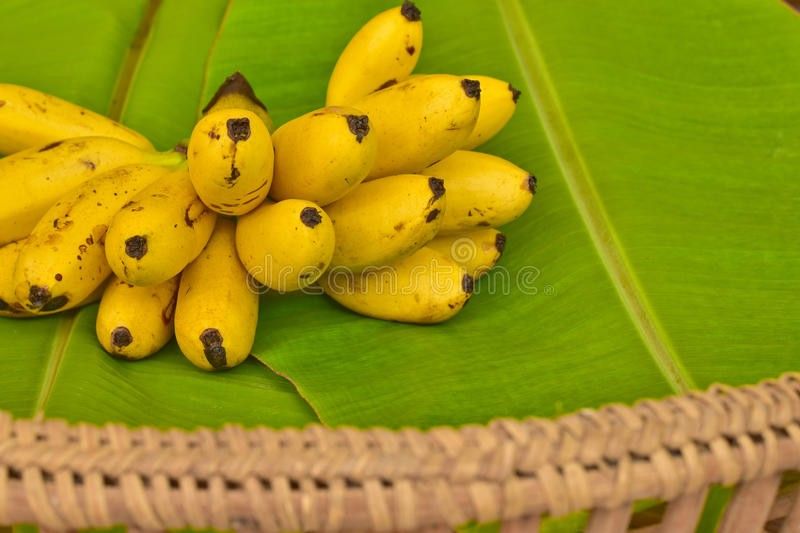 Lady Fingers Banana Tree for Sale in Port St. Lucie, FL OfferUp