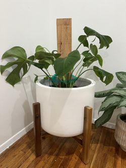 Large Pottery Barn Planter