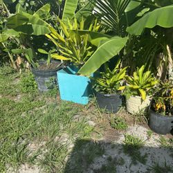 Plants 