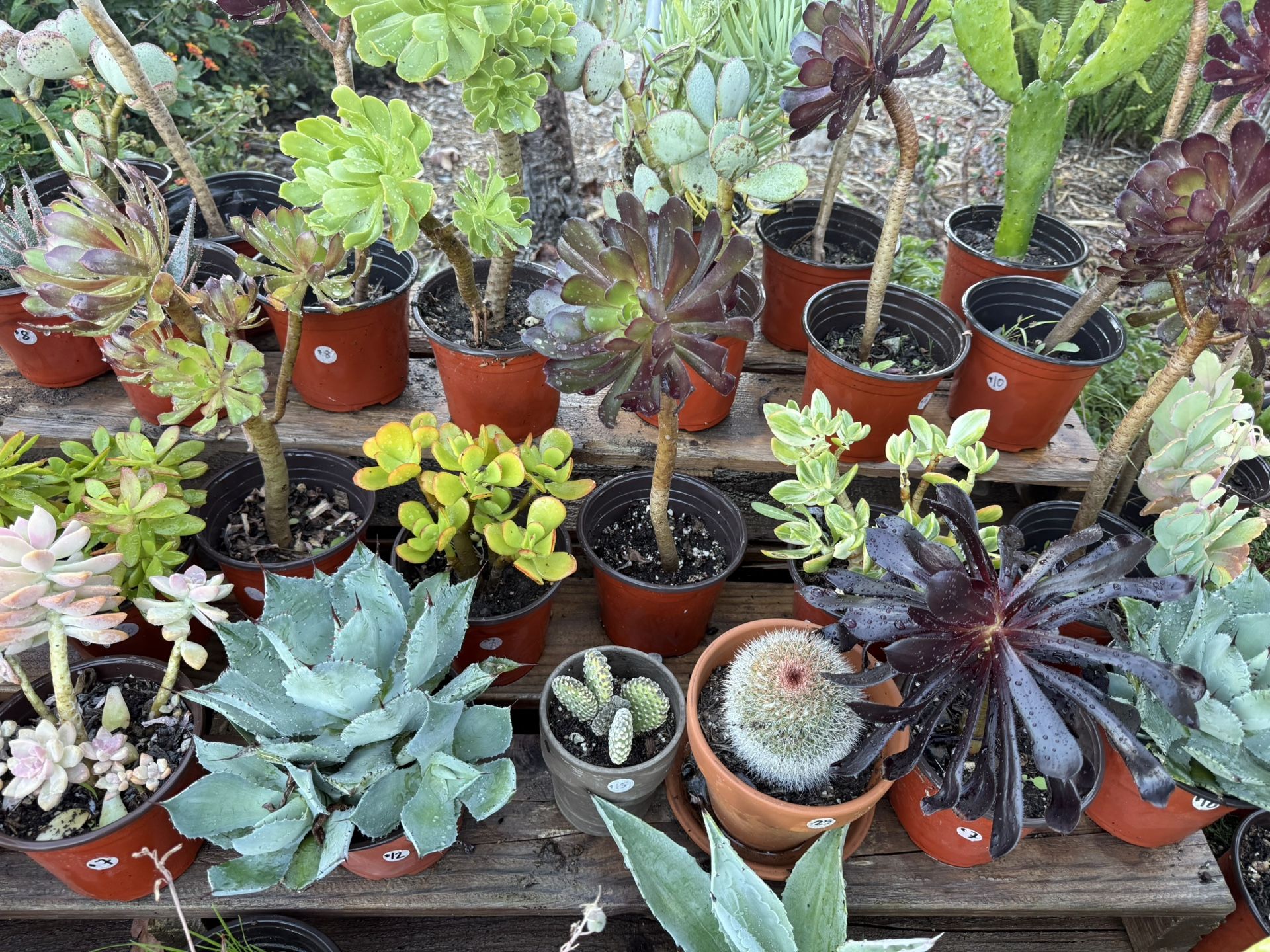 Variety Of Succulents Cactus Plants