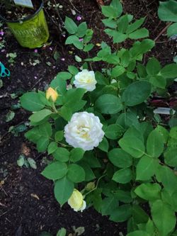 Marc Chagall Floribunda Rose