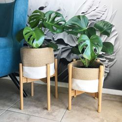 Plant Stands (2 Packs) Pots And Plants Are Not Included