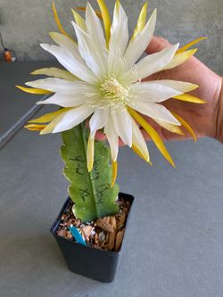 Epiphyllum Orchid Cactus Banbury Boy