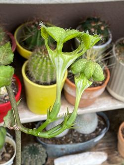 Planta de Parachute o Paracaídas (ver descripción )