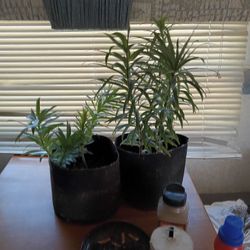 Houseplants 