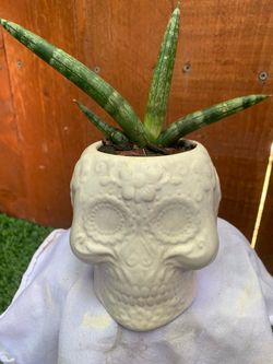 Sansevieria cilyndrica “starfish” small plant