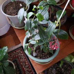 Malaysian Orchid Live Plant 