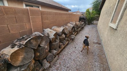 FREE well seasoned campfire wood