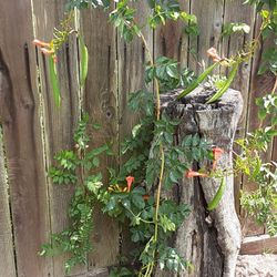 Trumpet Vine Flowers Seed Pod 