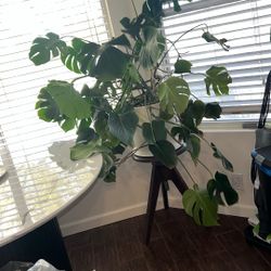   Monstera Deliciosa Huge Plant And. Pot 