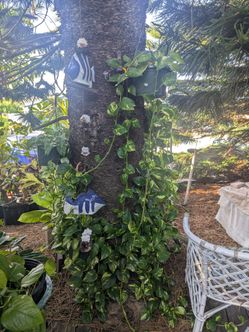 Long hanging potted pothos plants $45 each or 2 for $80. Best in shade. Very healthy