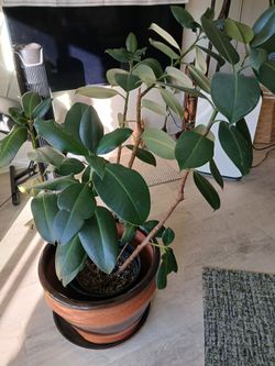 2 Large plants,  plant