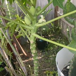 Papaya Plant