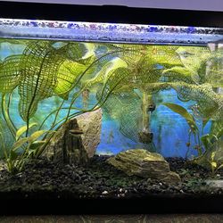 Established 10 Gal Aquarium Fish Tank