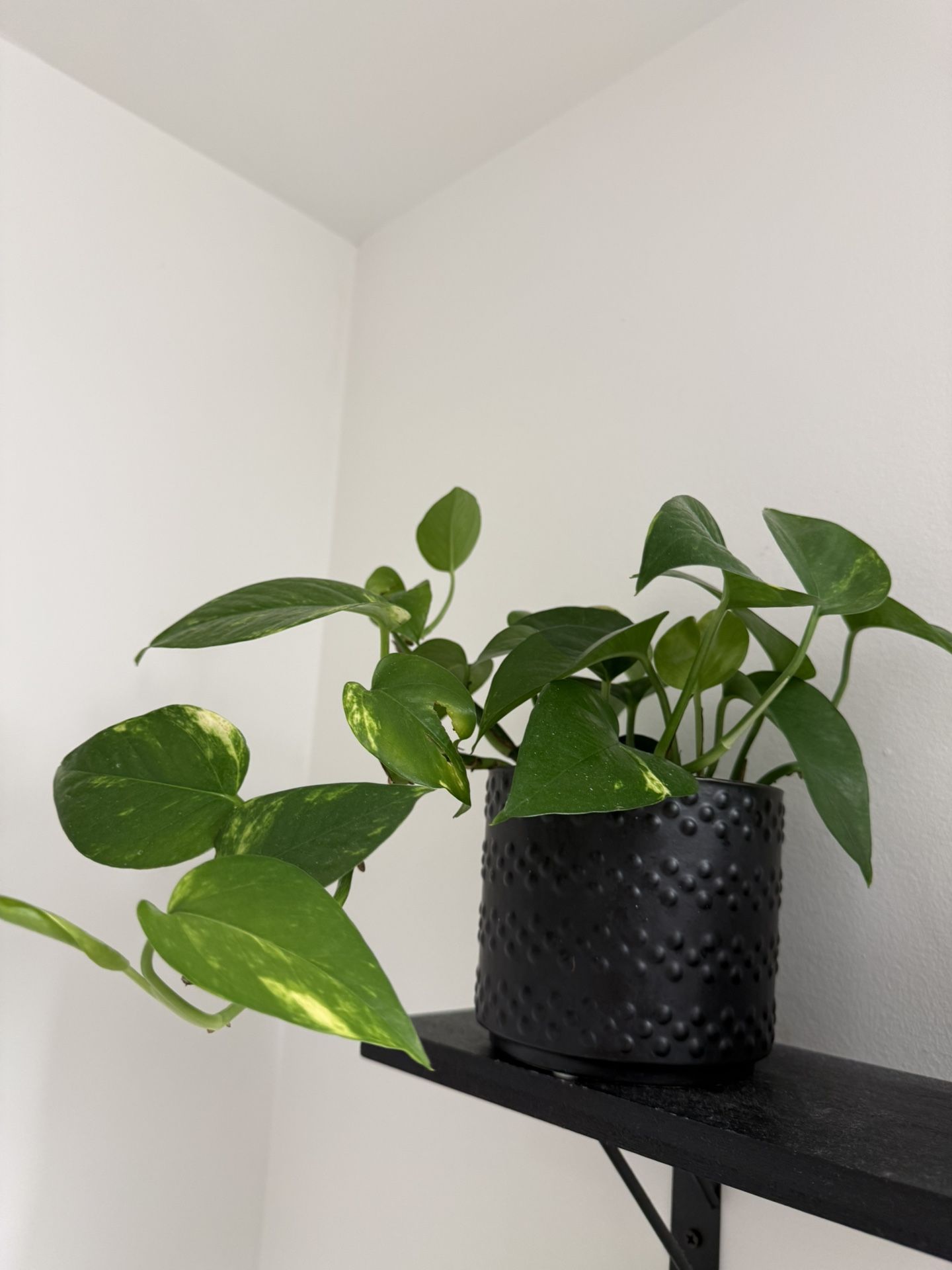 Pothos Plant