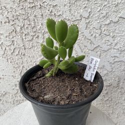 6 Inch Pot Succulent Plant - Bear Paw - Cotyledon Tomentosa - Rooted & Established - 🪴- Drought Resistant 